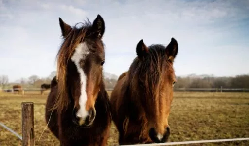 photo chevaux - éco paturage à ViaSilva