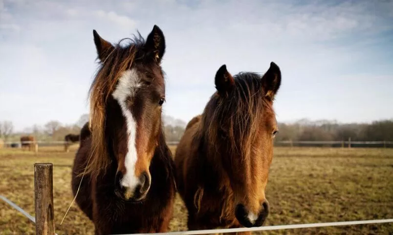 photo chevaux - éco paturage à ViaSilva